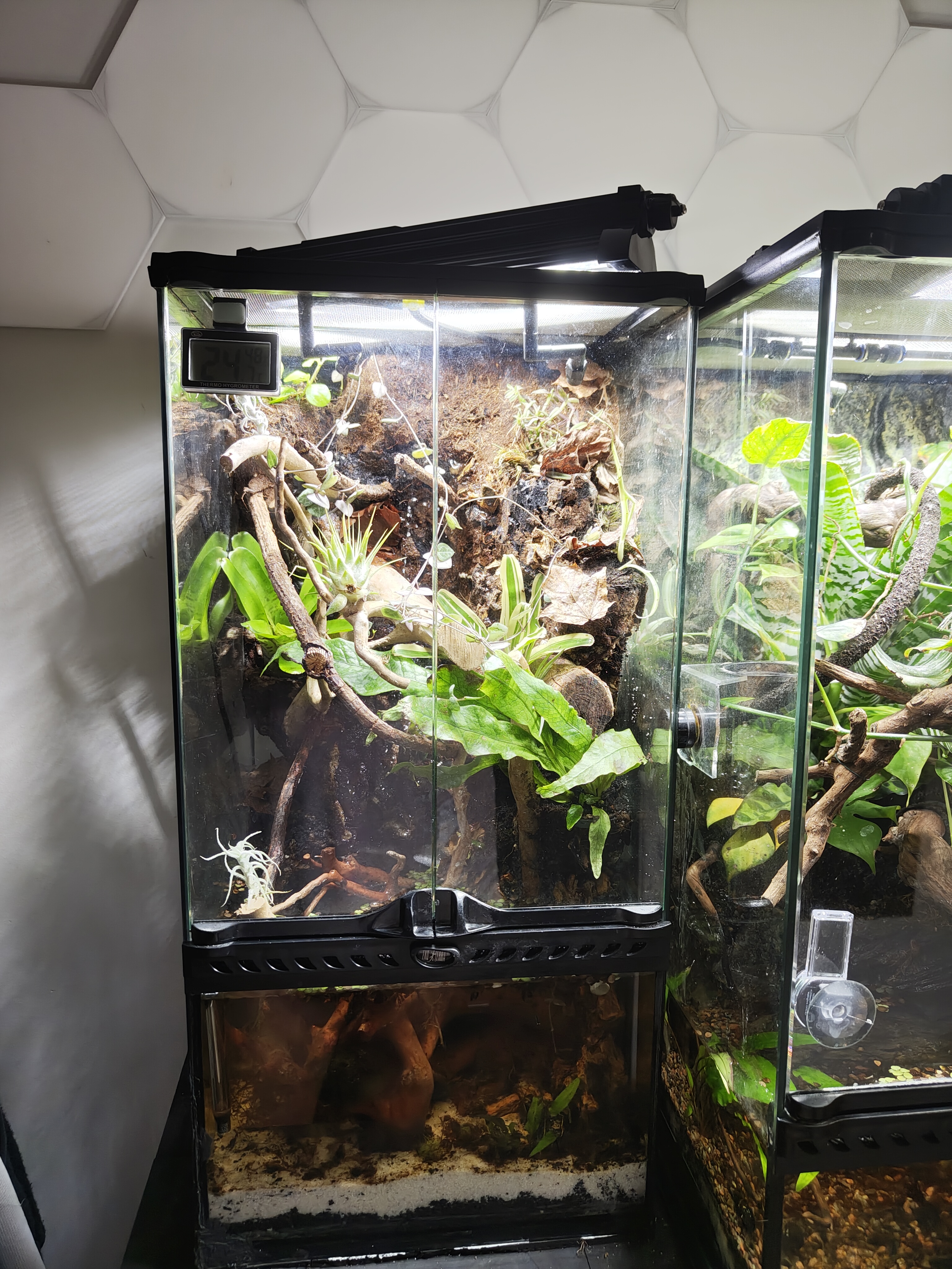Custom built paludarium ecosystem