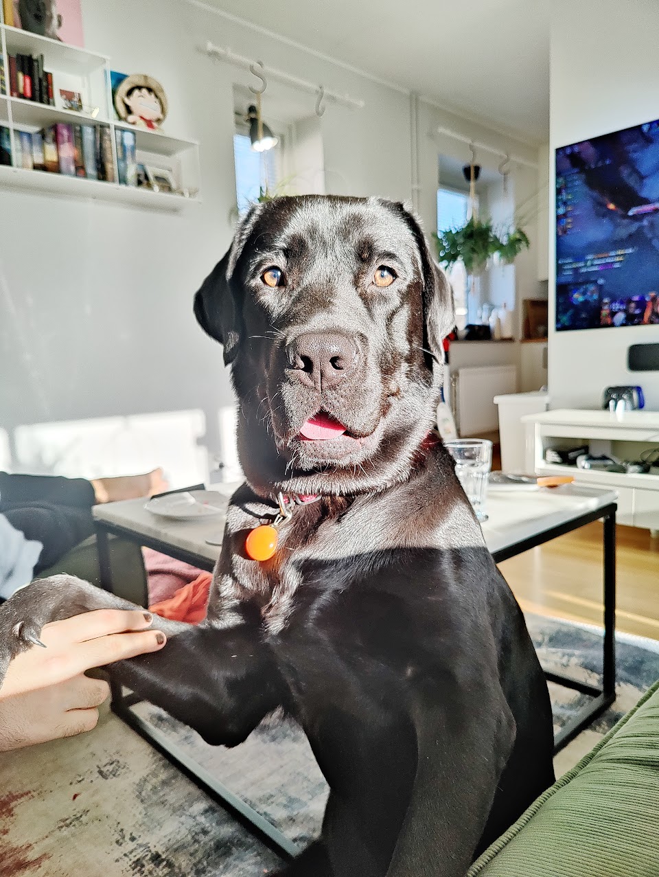 Riki the Labrador Retriever