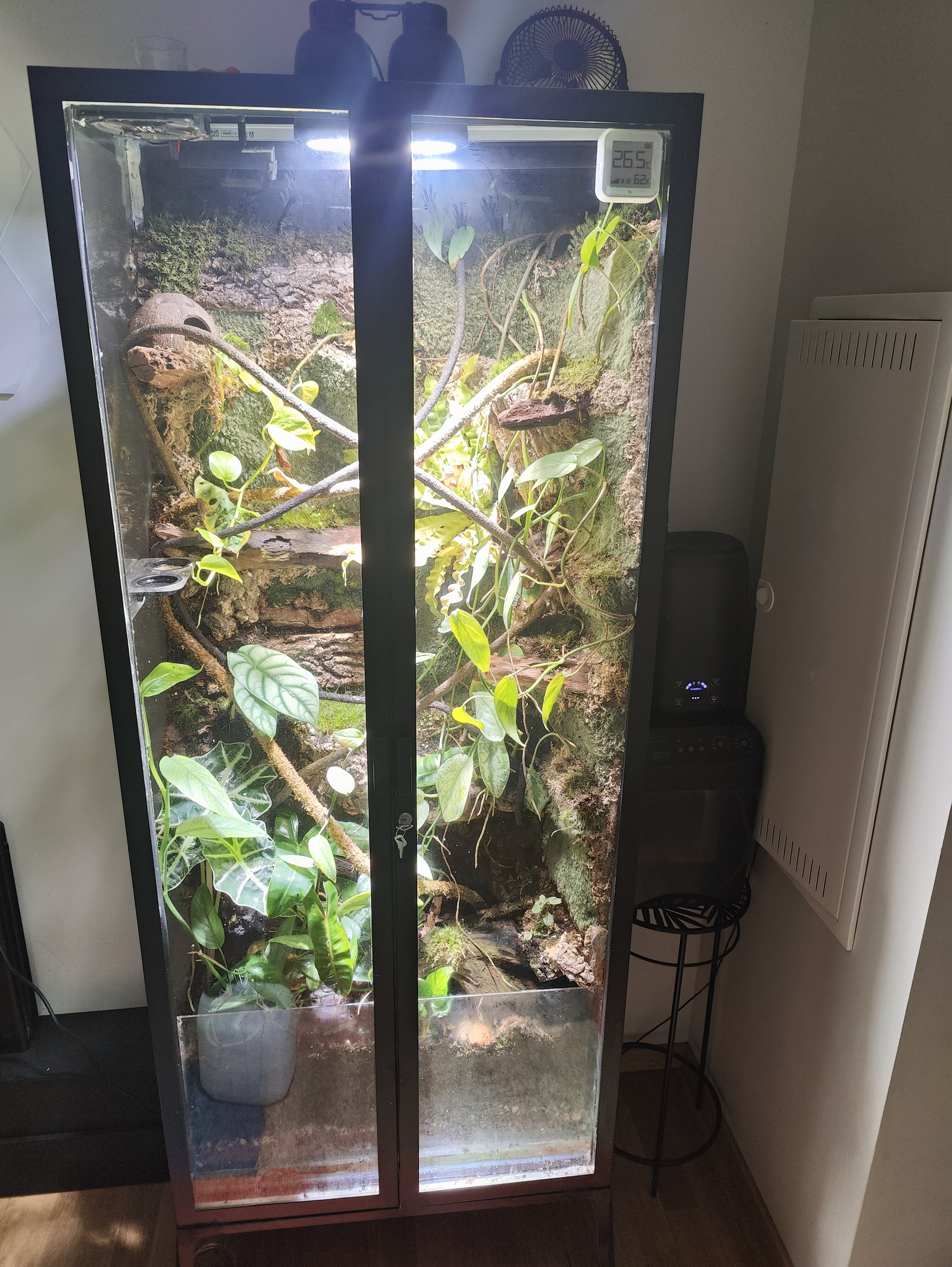Terrarium with tropical plants